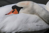  Knobbelzwaan - Mute Swan.