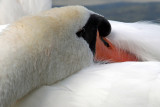  Knobbelzwaan - Mute Swan.