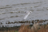  Sneeuwuil - Snowy Owl - Nyctea scandiaca