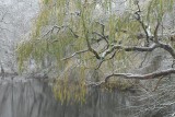  Weeping Willow