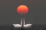 Mute Swans and sun