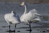 Wilde Zwaan - Whooper Swan - Cygnus cygnus