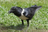  Pied Crow