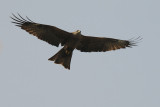  Black Kite - Zwarte Wouw