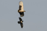 Palmnut Vulture and Pied Cro