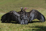  Hooded Vulture- Kapgier