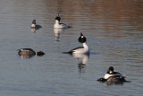 Goldeneyes in display