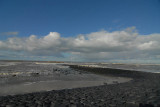  Herringulls on sea-dike  Holland