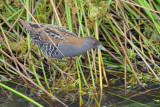   Kleinst Waterhoen- Baillons Crake