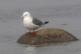   Red Legged Kittiwake [ Rissa brevirostris ]