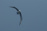  Laysan Albatross [Phoebastria immutabilis]