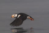   Horned Puffin[Fratercula corniculata]