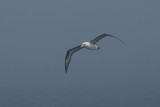  Laysan Albatross [Phoebastria immutabilis]
