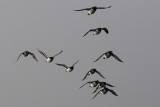  Common Guillemot     [Uria aalge]  