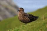    Great Skua  [Stercorarius skua]
