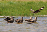   Great Skua  [Stercorarius skua]