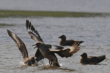  Great Skua  [Stercorarius skua]