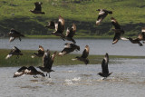  Great Skua  [Stercorarius skua]