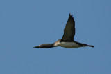 Red-Throated Diver [ Gavia stellata]