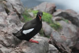   Black Guillemot [Cepphus grylle]