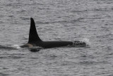 Killer Whale - Bering Sea Kamchatka