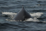 Humpback Whale - Bering Sea  Kamchatka