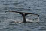 DSC_6458 Humpback Whale