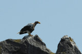  Stellers Sea Eagle [Haliaeetus pelagicus]