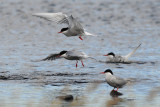  Arctic Tern [ Sterna paradisaea ]