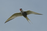  Arctic Tern [ Sterna paradisaea ]
