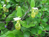 IMG_0414  Ladyslippers.jpg