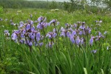 IMG_0449 Wild Iris.jpg