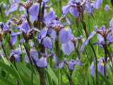 IMG_0450  Wild Iris.jpg
