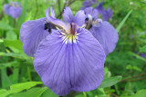 IMG_0416  Wild Iris.jpg