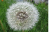 IMG_0534 pbase.jpg