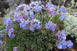 IMG_0599  flowers.jpg