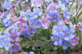 IMG_0605  flowers.jpg
