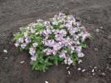 IMG_0606  flowers.jpg