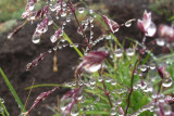 IMG_0617  dewdrops 01.jpg