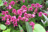 IMG_0633  flowersjpg.jpg