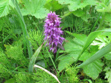 IMG_0669  orchid.jpg