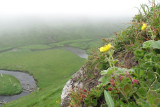 IMG_0691  flowers.jpg