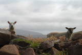 DSC_2655 sheep