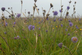 DSC_2619 Shetland flowers