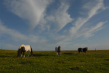 DSC_2579 Fetlar Ponys.