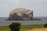 DSC_7164 Gannets on Bass Rock