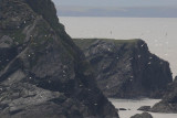DSC_8433 Gannets.