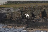Jan van Gent - Gannet - Morus bassanas