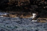 Jan van Gent - Gannet - Morus bassanas