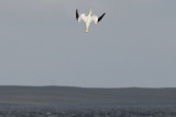 Jan van Gent - Gannet - Morus bassanas